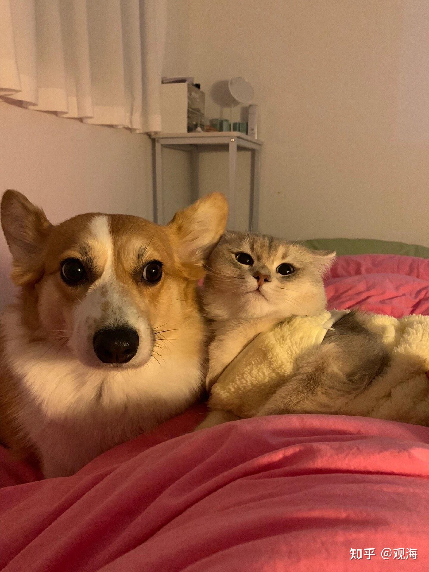 包含球员的宠物合集：有狗有猫还有羊？的词条